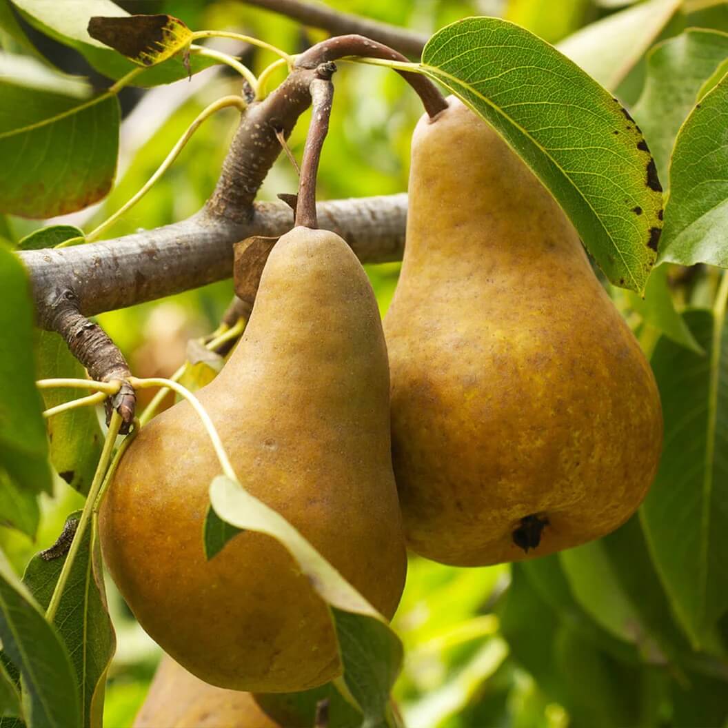 Golden Russet Pear Seeds