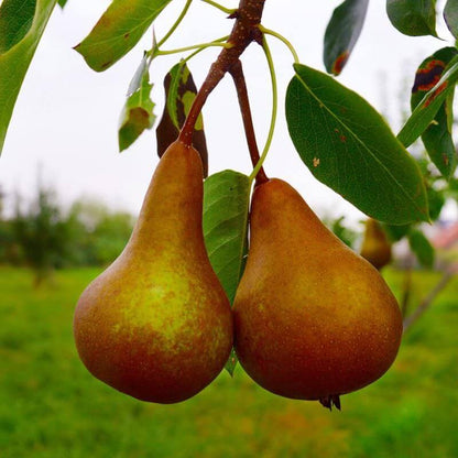 Golden Russet Pear Seeds