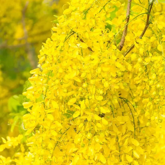 Golden Shower Tree seeds