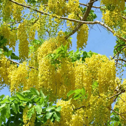 Golden Shower Tree seeds