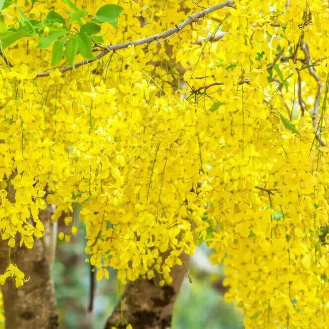 Golden Shower Tree seeds