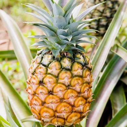 Golden Sweet Pineapple Seeds 