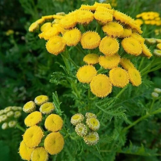 Golden Tansy Seeds - Flower Plant for Home Gardens