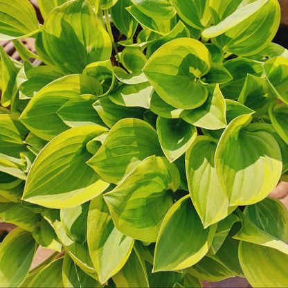 Golden Tiara Hosta Seeds
