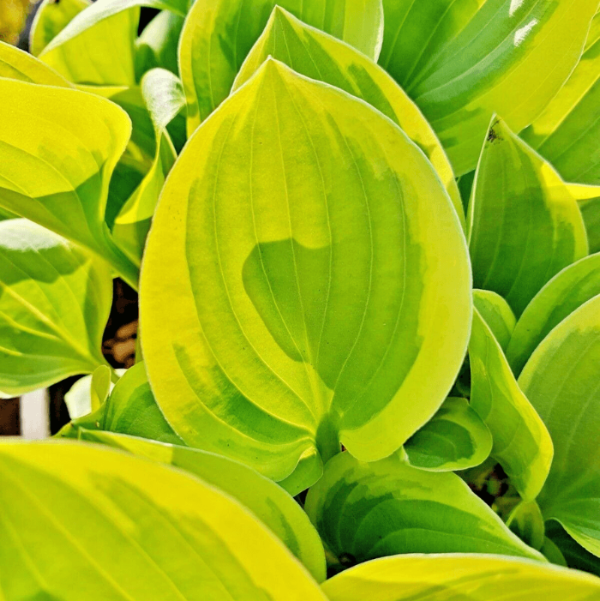 Golden Tiara Hosta Seeds