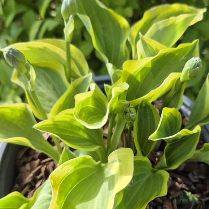 Golden Tiara Hosta Seeds