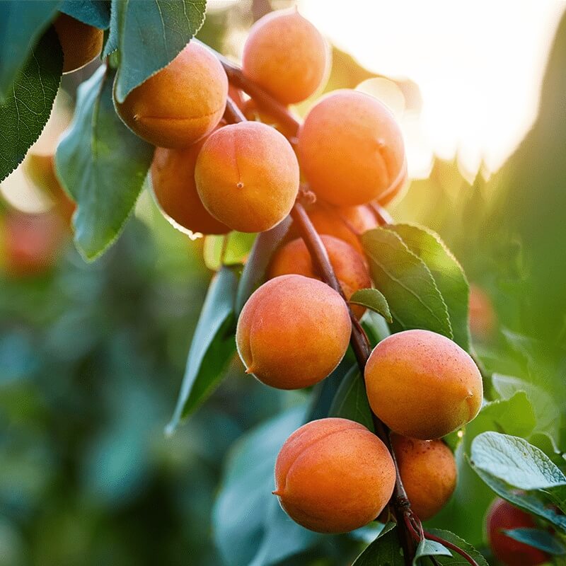 Golden Yellow Apricot Seeds - Fruit Plant for Home Gardens