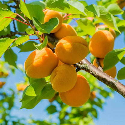 Golden Yellow Apricot Seeds - Fruit Plant for Home Gardens