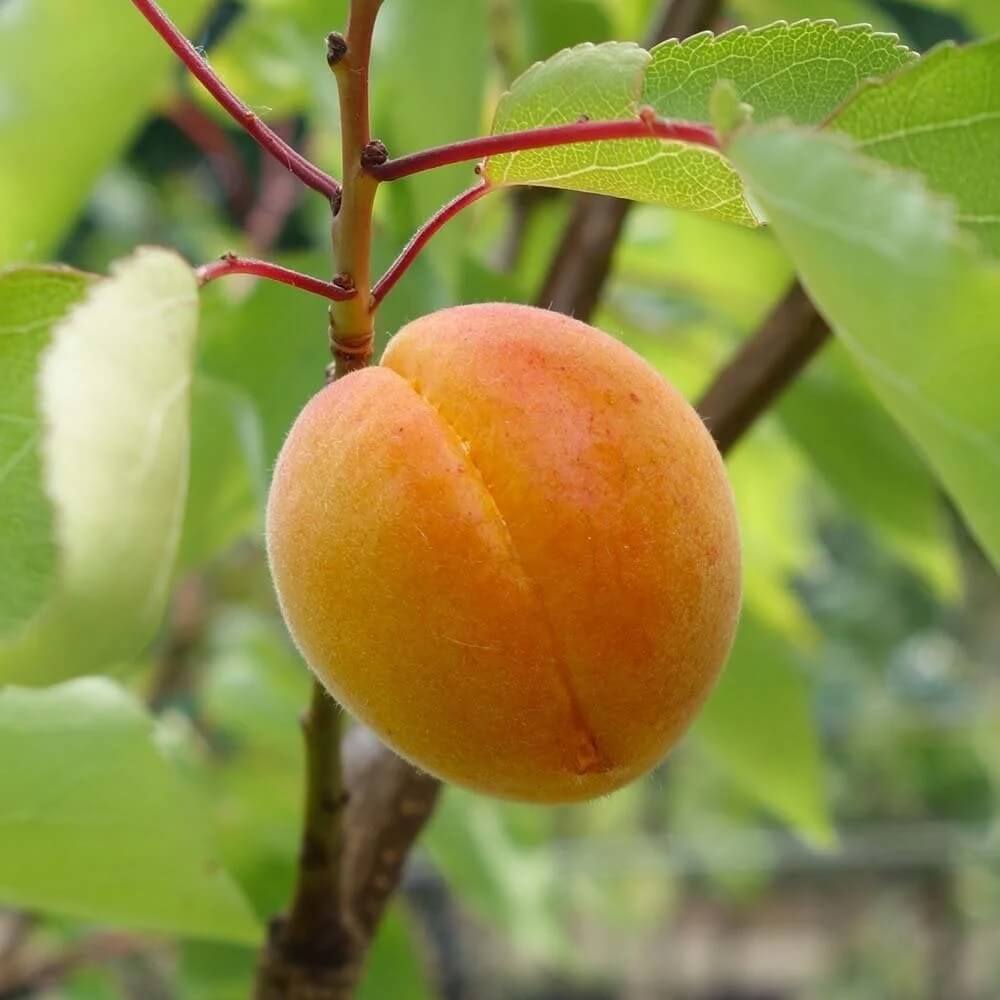 Golden Yellow Apricot Seeds - Fruit Plant for Home Gardens