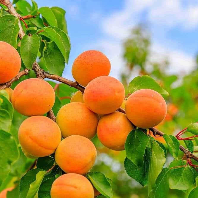 Golden Yellow Apricot Seeds - Fruit Plant for Home Gardens