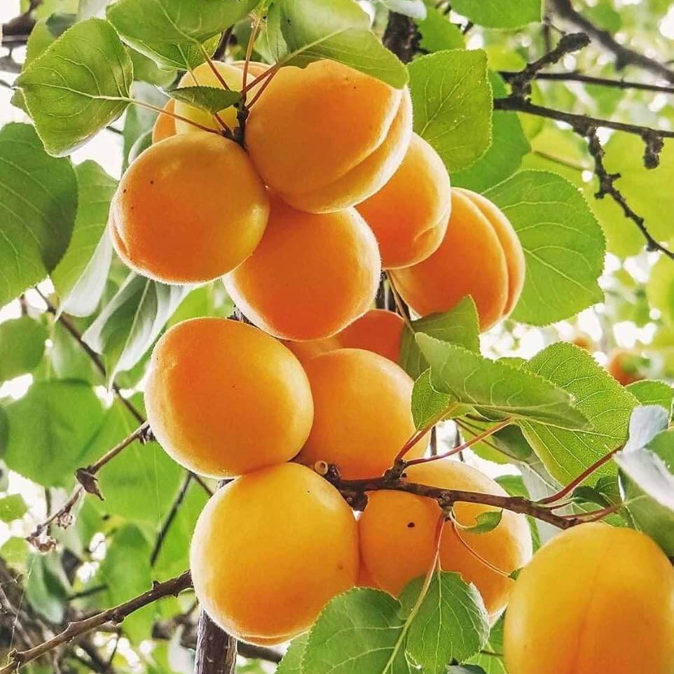 Golden Yellow Apricot Seeds - Fruit Plant for Home Gardens