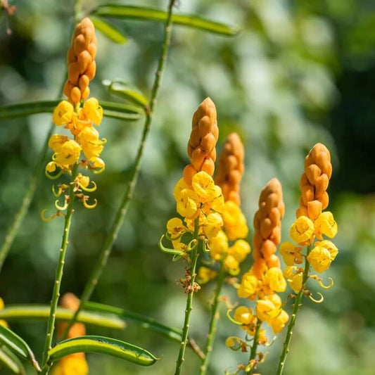 Golden Yellow Candle Bush Seeds - Herbal Plant for Home Gardens