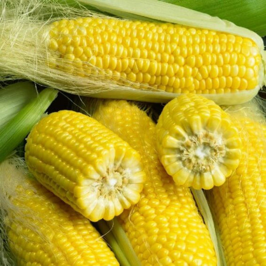 Golden bantam sweet corn seeds - Vegetable Plant