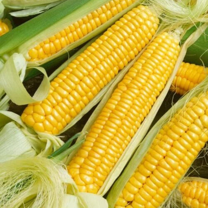 Golden bantam sweet corn seeds - Vegetable Plant