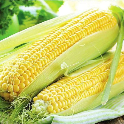 Golden bantam sweet corn seeds - Vegetable Plant