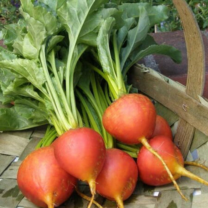 Golden beet seeds - Vegetable Plant
