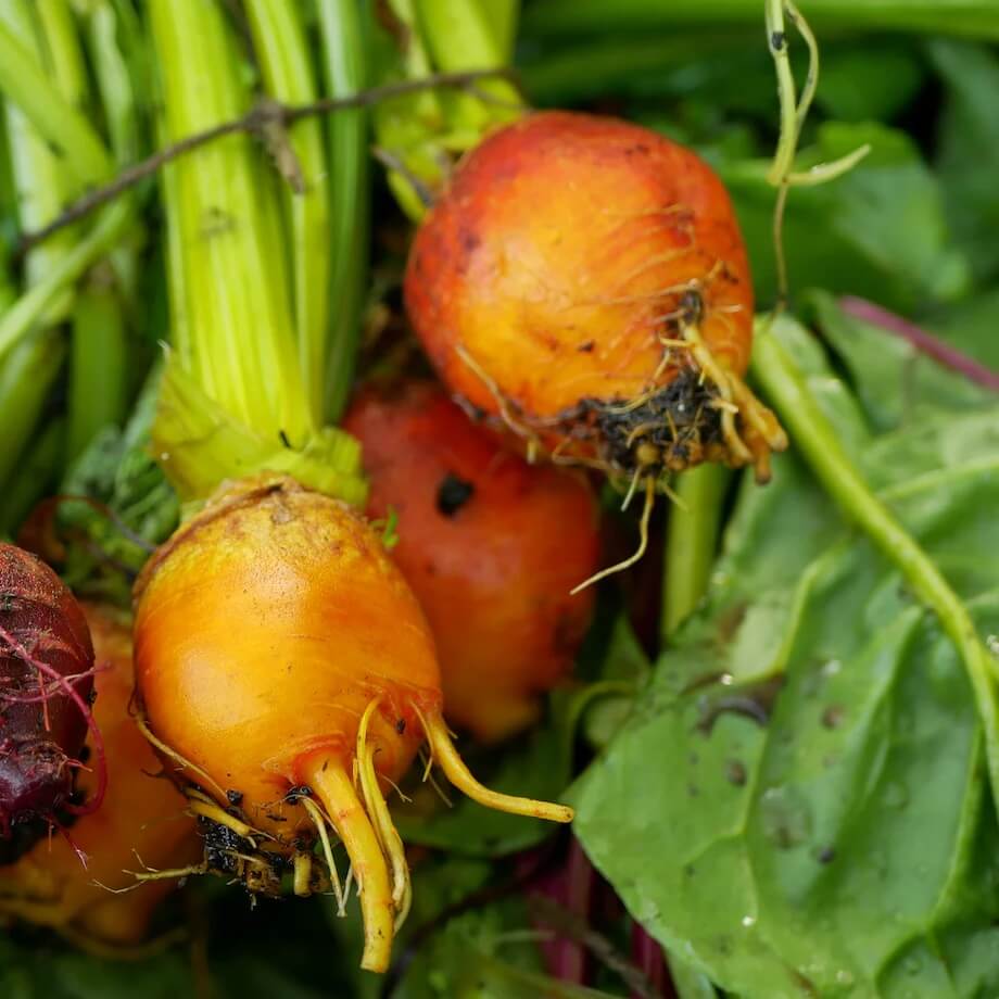 Golden beet seeds - Vegetable Plant