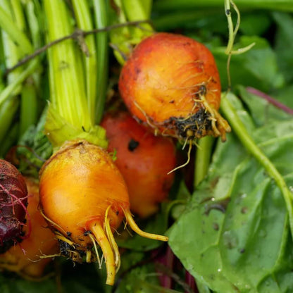 Golden beet seeds - Vegetable Plant