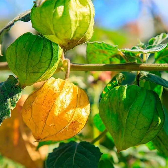 Golden berry seeds - Fruit Plant