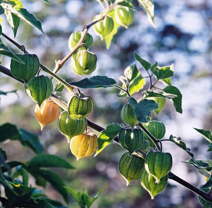 Golden berry seeds - Fruit Plant
