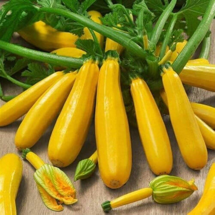 Golden zucchini seeds - Vegetable Plant