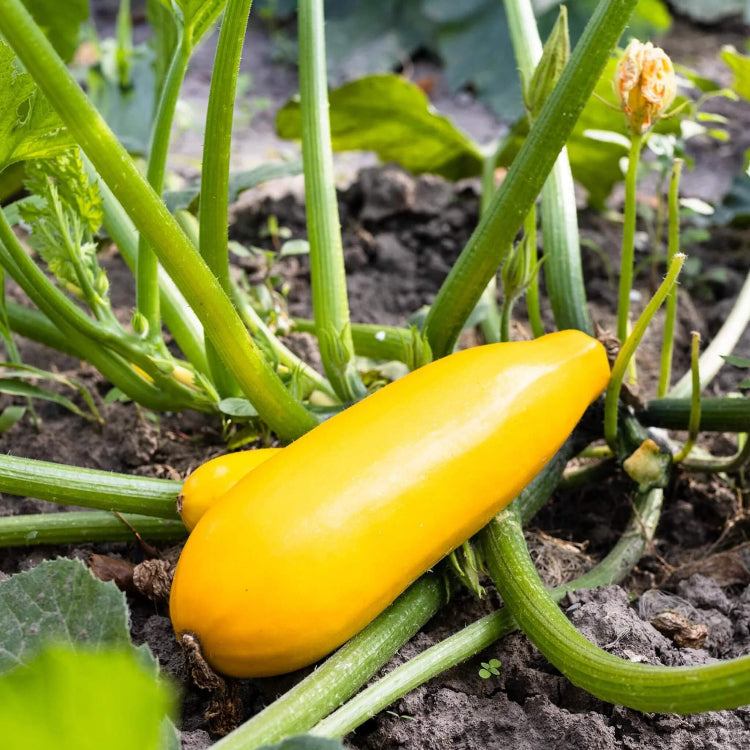 Golden zucchini seeds - Vegetable Plant