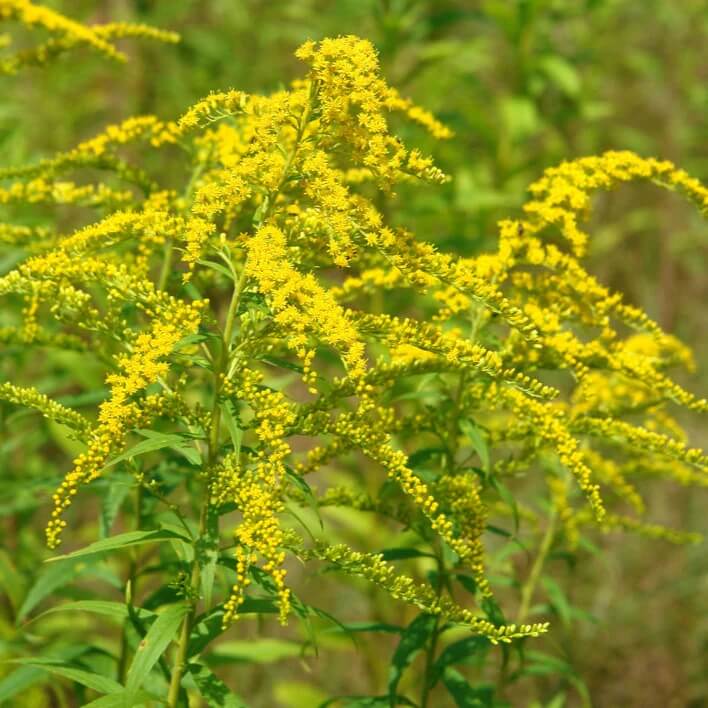 Goldenrod Seeds 