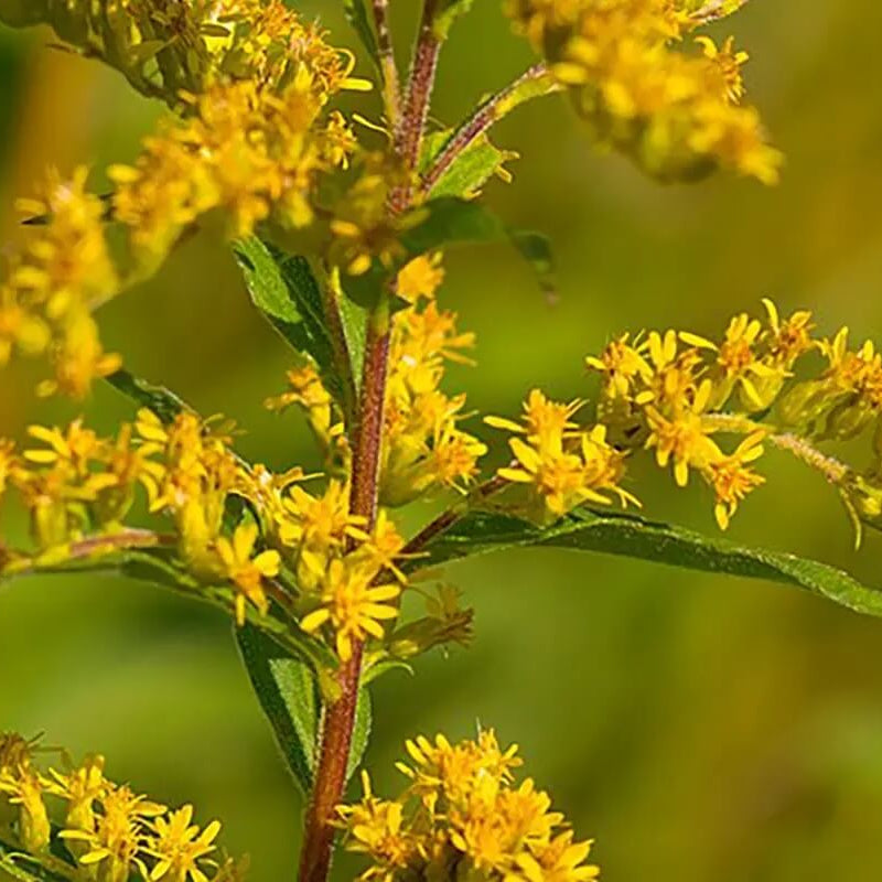 Goldenrod Seeds 