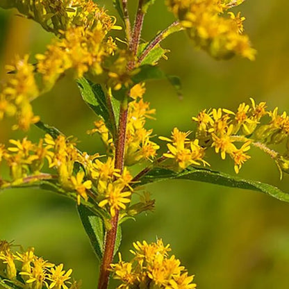 Goldenrod Seeds 