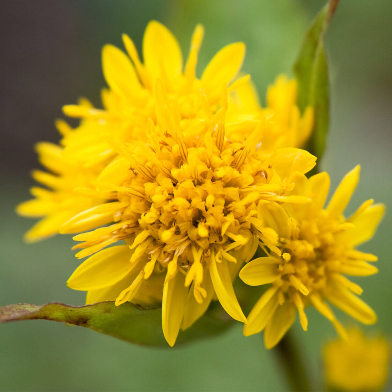Goldenrod Seeds 