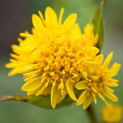 Goldenrod Seeds 