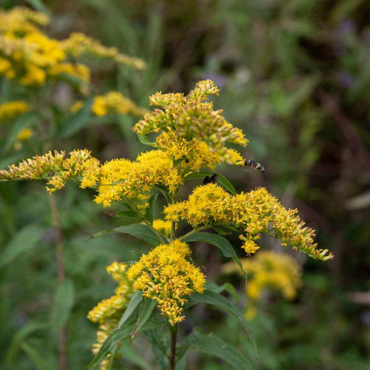 Goldenrod Seeds 
