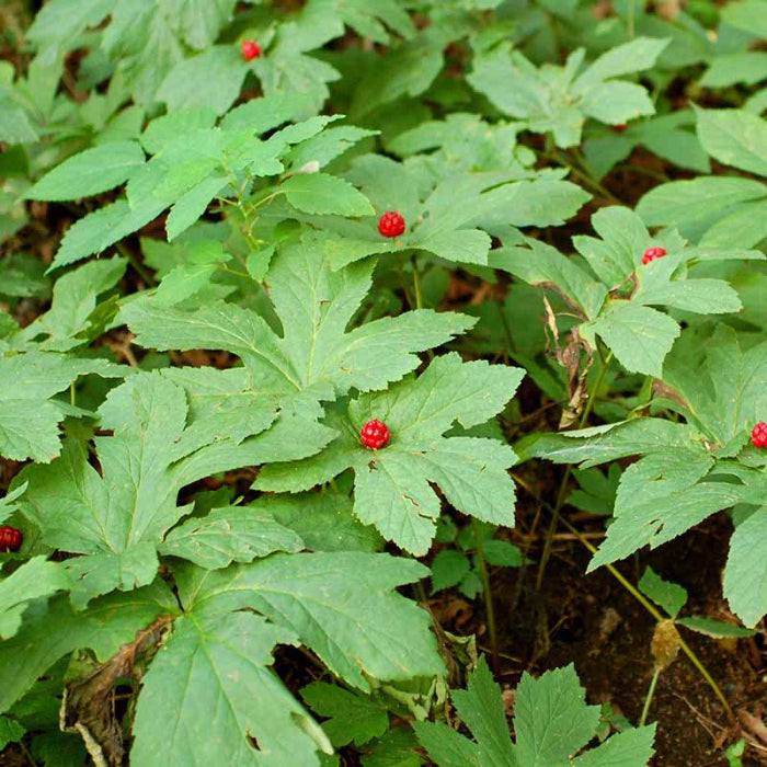 Organic Goldenseal Seeds - Herbal Plant
