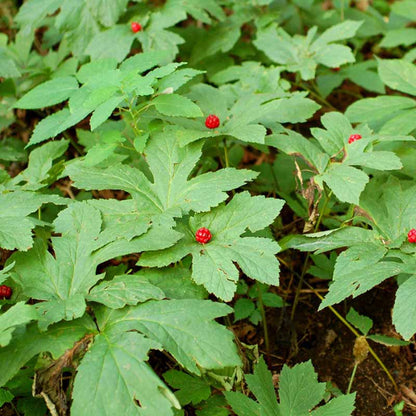 Organic Goldenseal Seeds - Herbal Plant