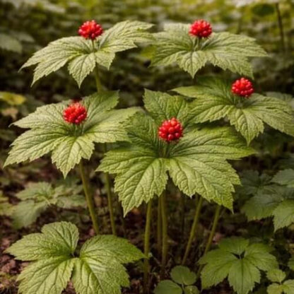 Goldenseal Root Seeds 