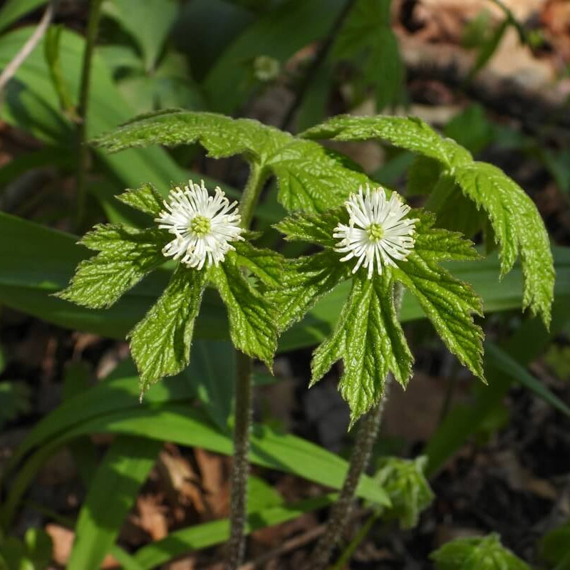 Goldenseal Root Seeds