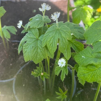 Goldenseal Root Seeds