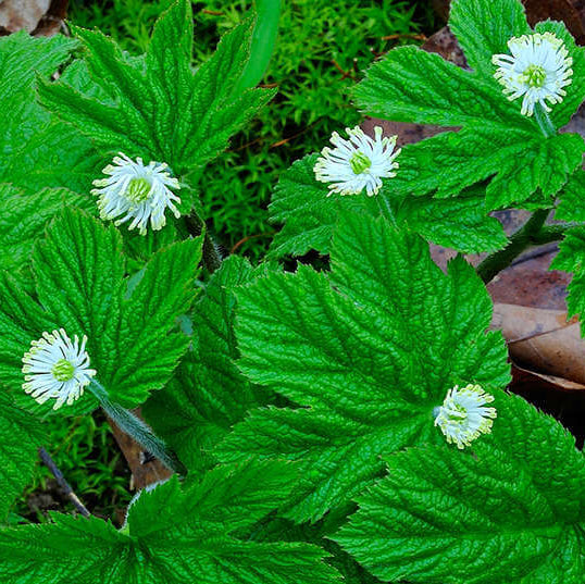Goldenseal Root Seeds