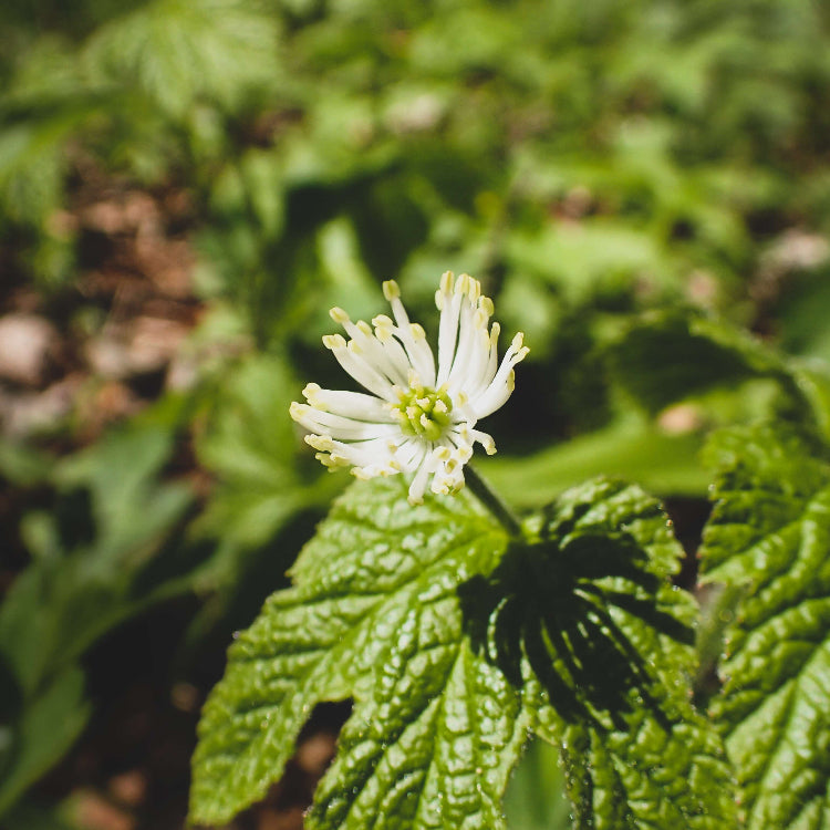 Goldenseal Root Seeds