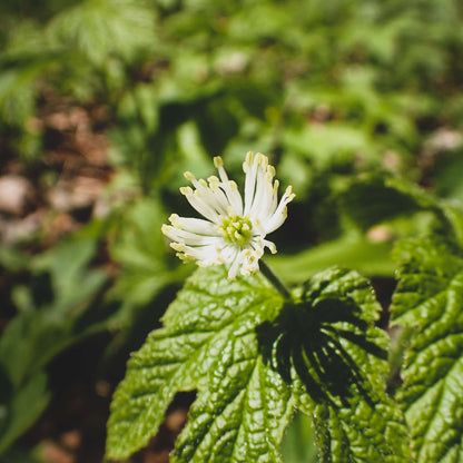 Goldenseal Root Seeds
