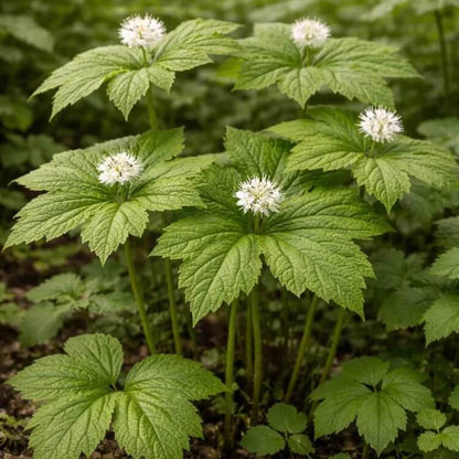 Goldenseal Root Seeds - Herbal Plant