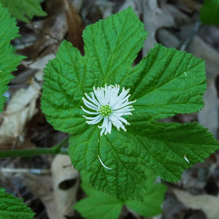 Goldenseal Root Seeds