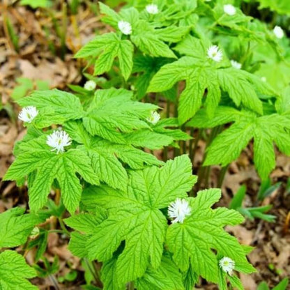 Goldenseal Root Seeds 
