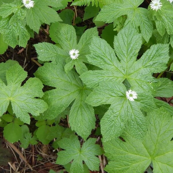 Goldenseal Root Seeds 