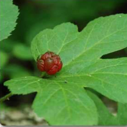 Goldenseal Seeds - Herbal Plant