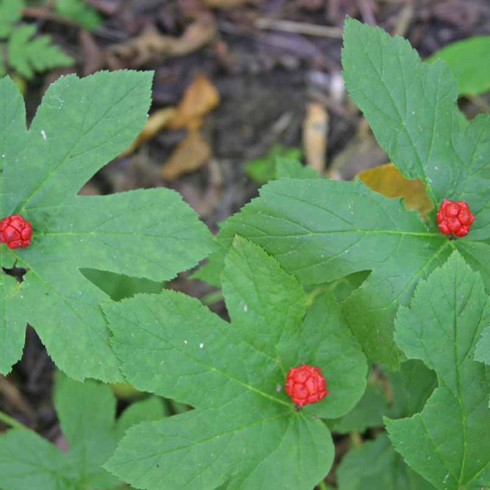 Goldenseal Seeds - Herbal Plant