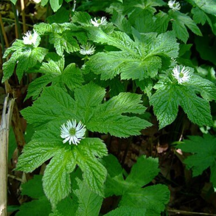 Goldenseal Seeds - Herbal Plant