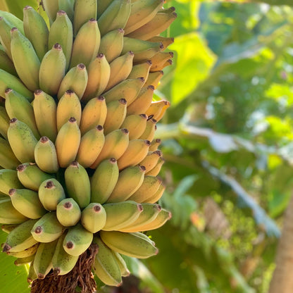 Goldfinger Banana Seeds
