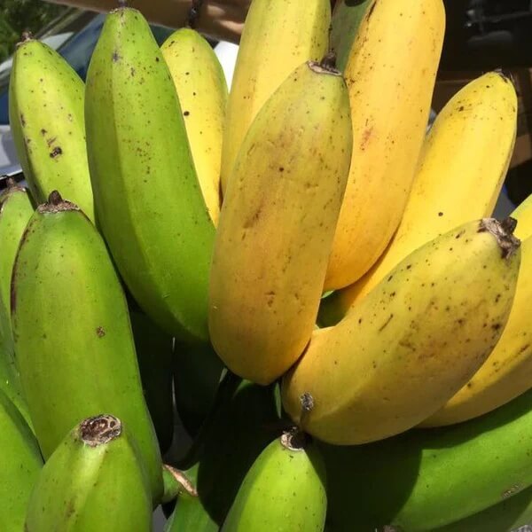Goldfinger Banana Seeds