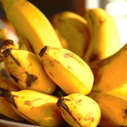 Goldfinger Banana Seeds